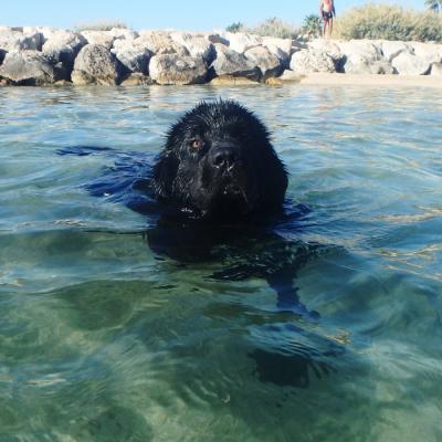 Natation pour Haven