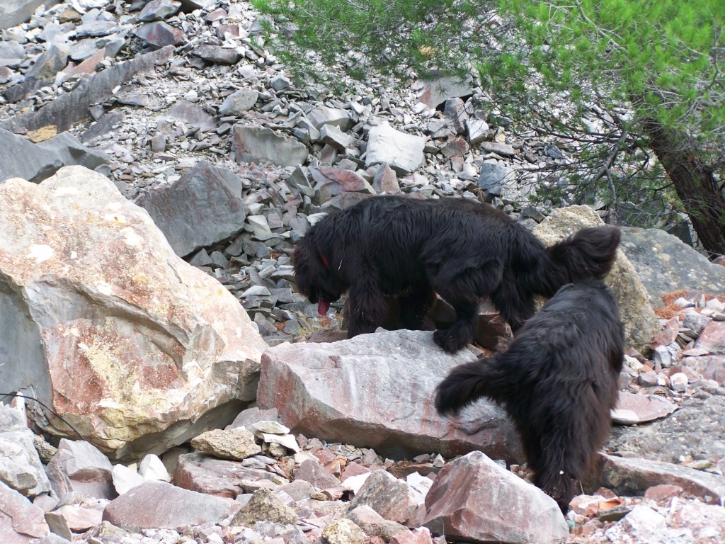 recherche en colline avec Armonie et Obiwan