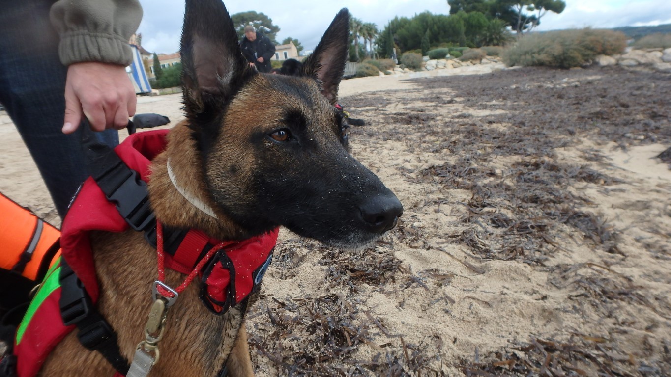 Jaisy surveille au loin 