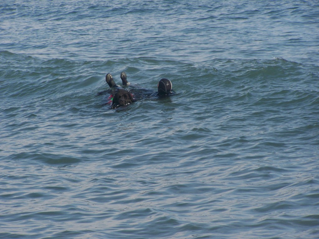 Armonie dans les vagues