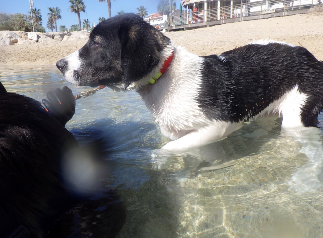 Ulka dans l eau